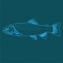 Graphic drawing of a Rainbow Trout (fish)