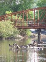 Photo of a bridge over water with geese swimming
