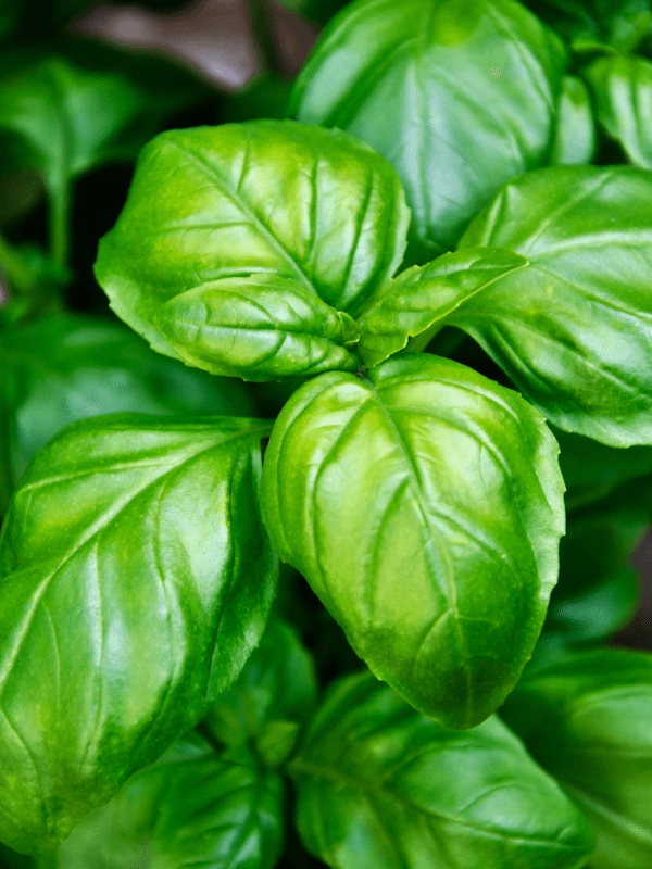 Close up of basil leaves