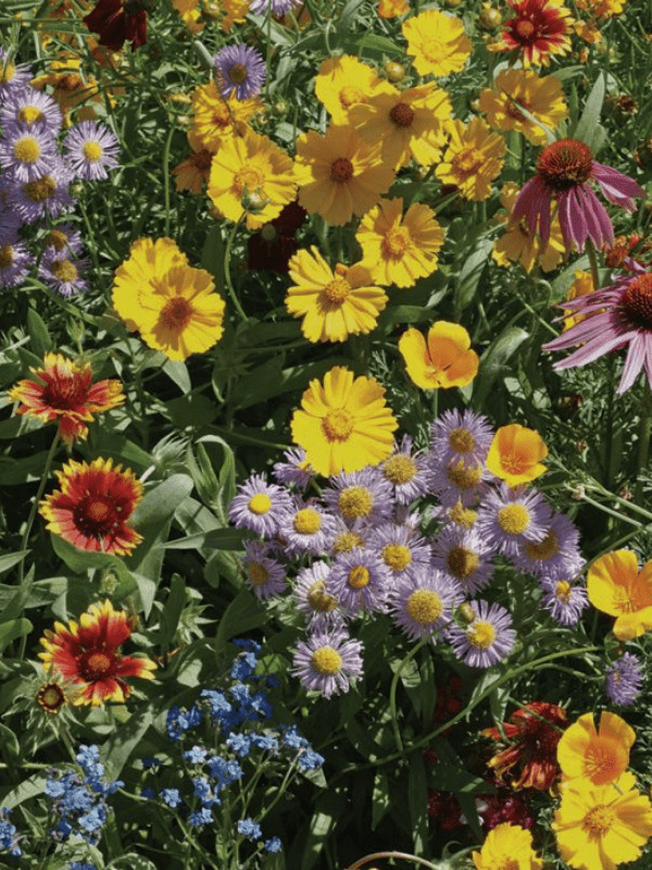 Wildflowers