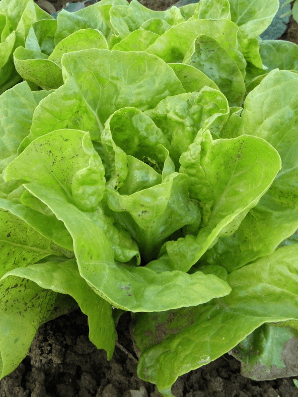 Close up of bib lettuce in a garden
