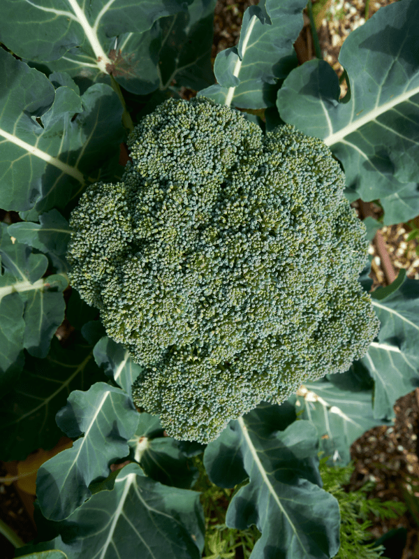Broccoli growing in a garden