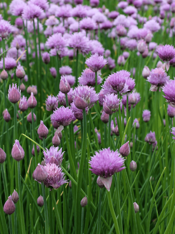 Chives flowering