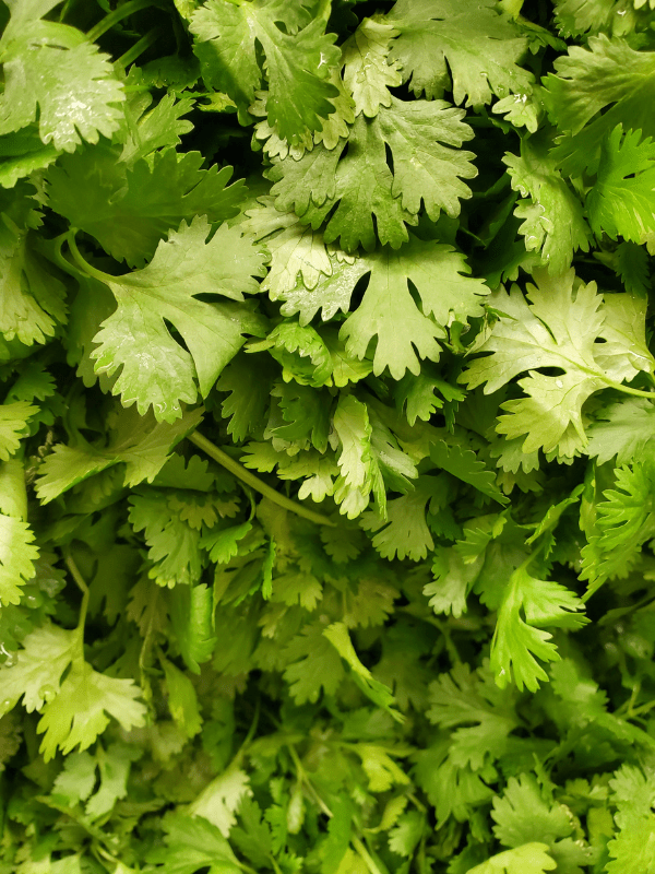 Close up of the leaves of cilantro herb