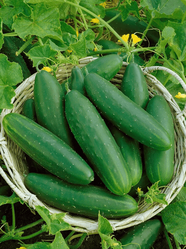 Field cucumbers in a basket