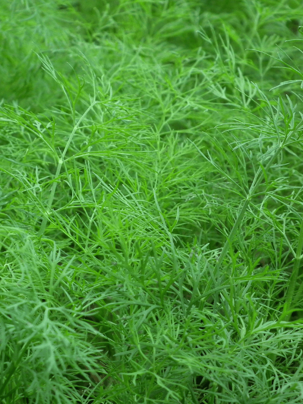 Close up of dill stems and leaves