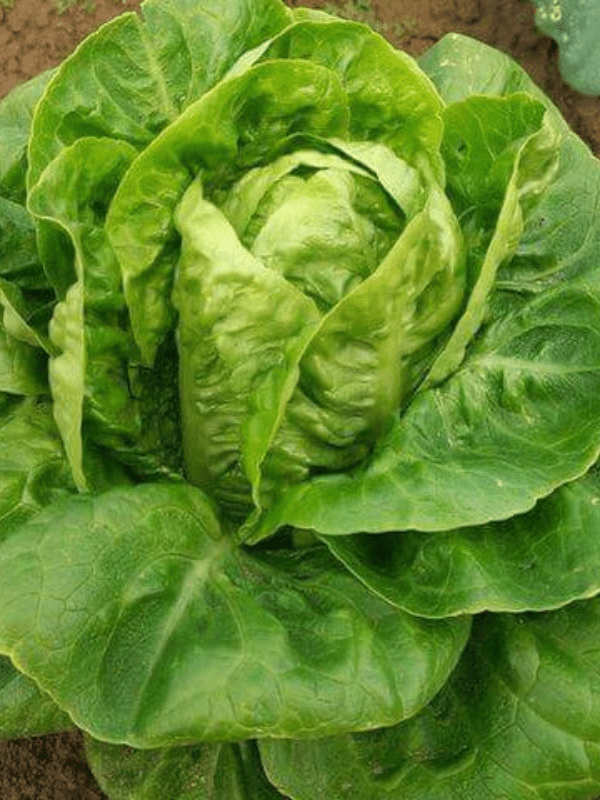 Close up of mini lettuce (romaine)