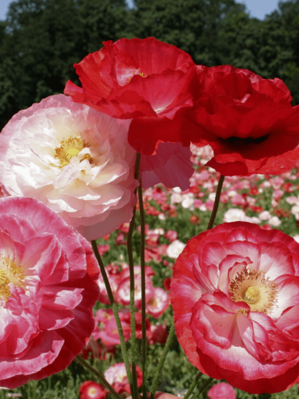 Mixed poppies
