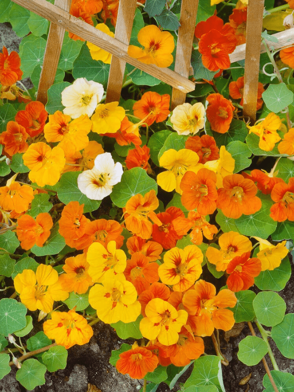 Climbing nasturtium