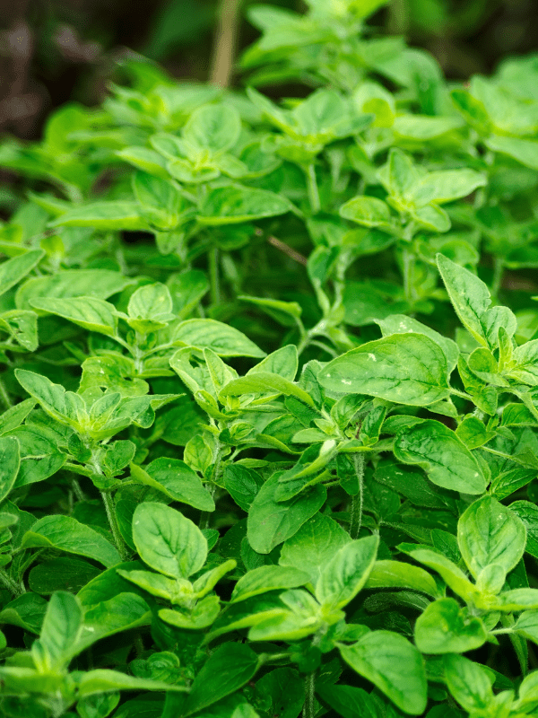 Close up of oregano leaves