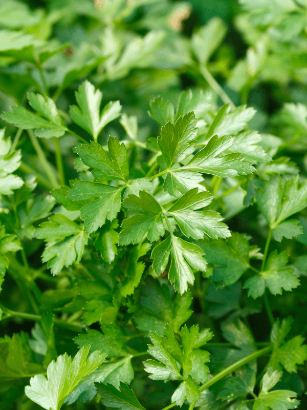 Close up of Italian parsley leaves
