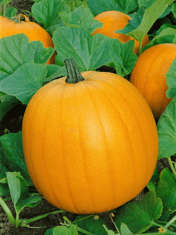 Pumpkin sitting in a pumpkin patch