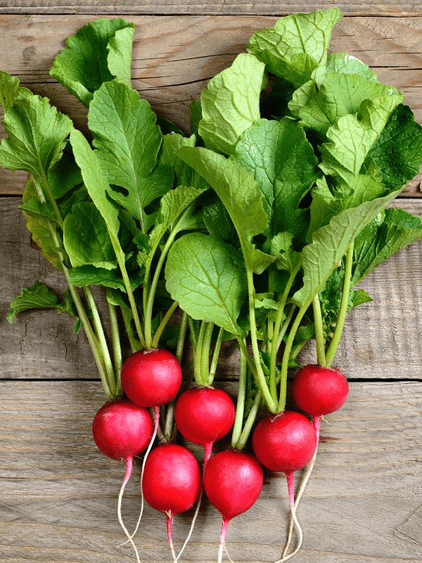 Bunch of radishes