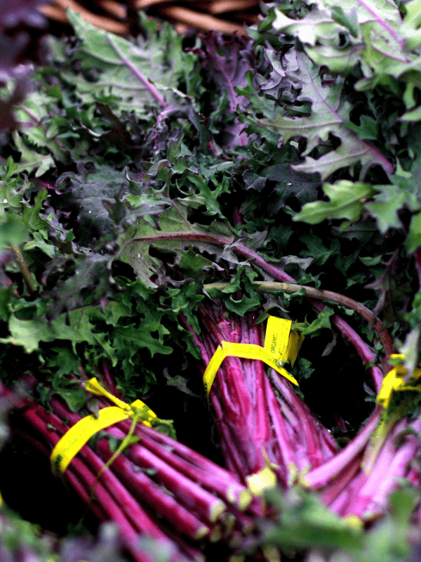 Red kale bunches