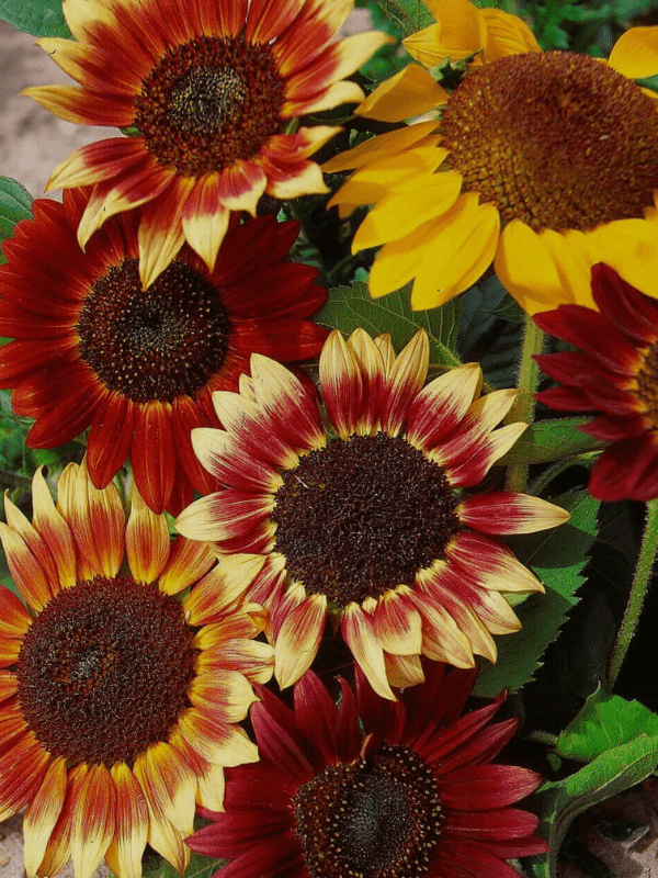 Small colour fashion sunflowers