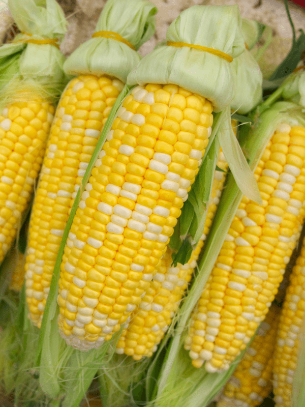 Close up of sweet corn still on the cob