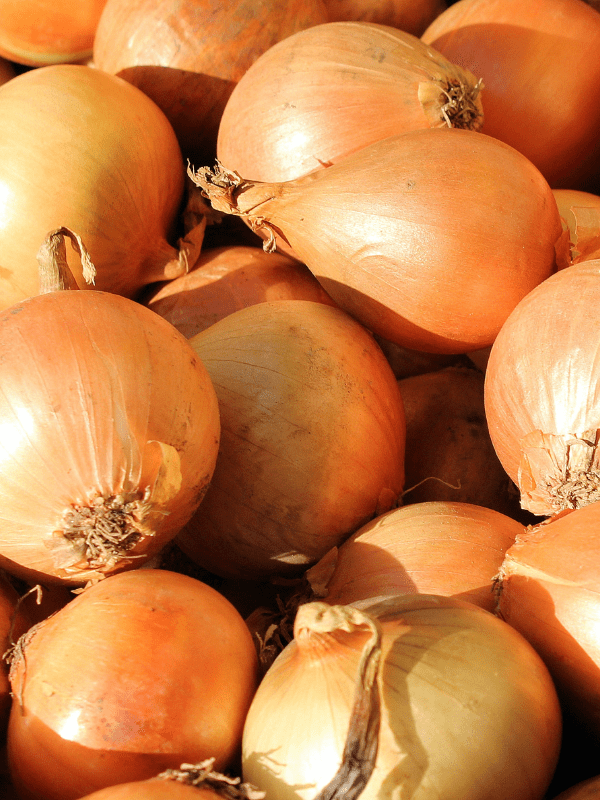 Close up of yellow onions