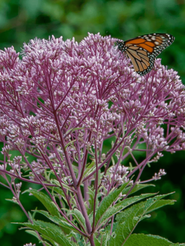 A monarch butterfly sitting on a milkweed plant