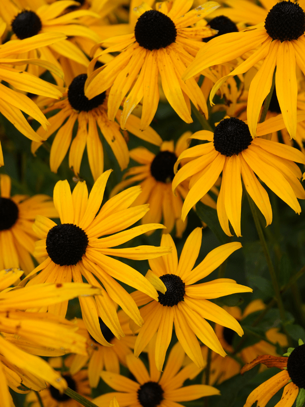 Close up of Black-eyed Susan in bloom