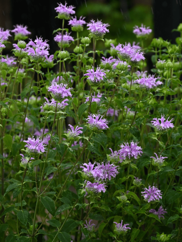 Wild Bergamot in bloom.
